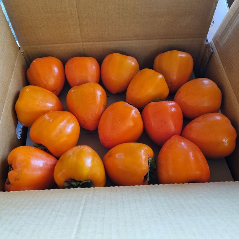 대봉매실주말농부님의 장터 판매 상품 [광양(대봉감) 10kg( 완판)] 첨부 사진