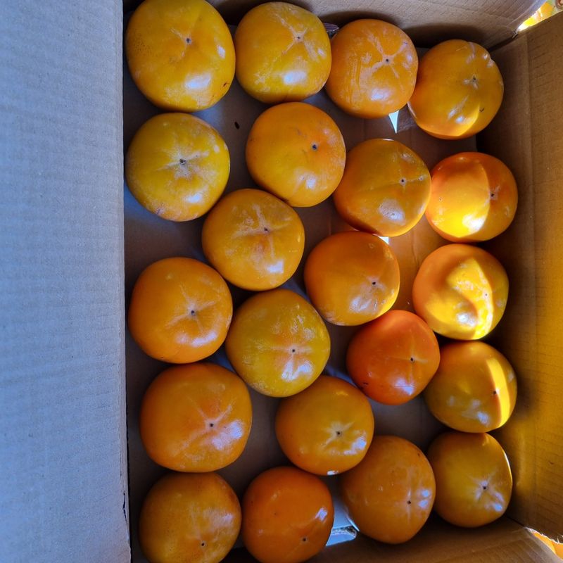 대봉매실주말농부님의 장터 판매 상품 [광양(대봉감) 10kg( 완판)] 첨부 사진