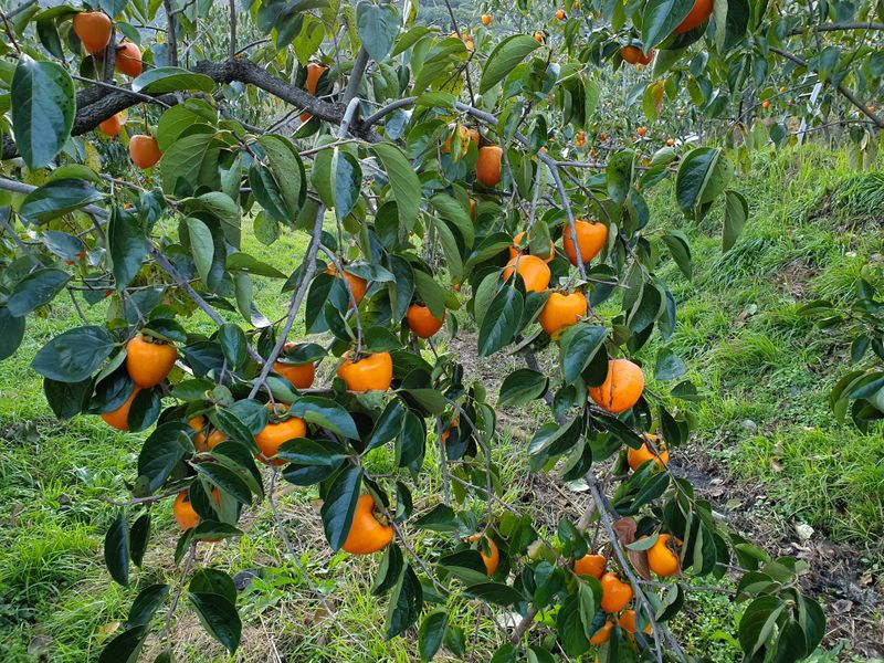 대봉매실주말농부님의 장터 판매 상품 [광양(대봉감) 10kg( 완판)] 첨부 사진