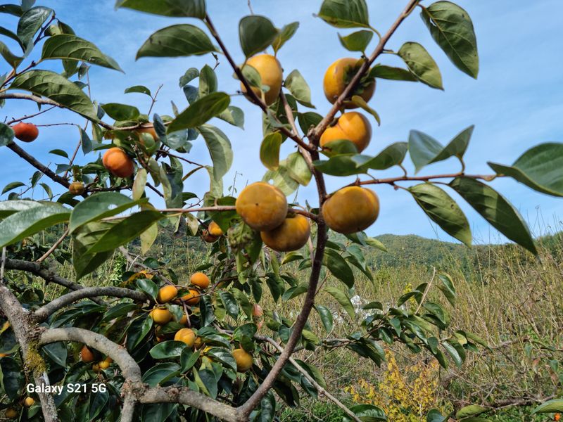 대봉매실주말농부님의 장터 판매 상품 [광양(대봉감) 10kg( 완판)] 첨부 사진