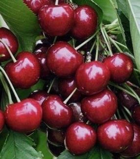 장터 상품 [러시아8호 (체리나무) 접목1년생 묘목] 썸네일