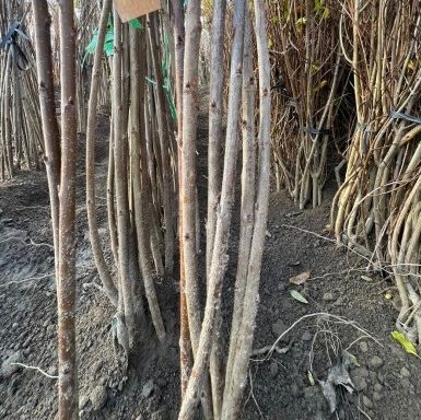 일심묘목농원님의 장터 판매 상품 [러시아8호 (체리나무) 접목1년생 묘목] 첨부 사진