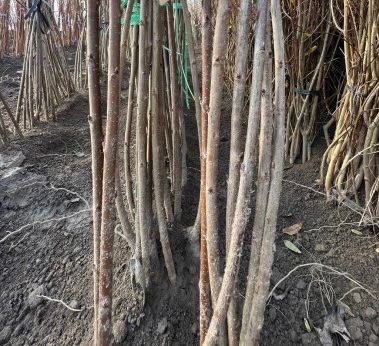 일심묘목농원님의 장터 판매 상품 [러시아8호 (체리나무) 접목1년생 묘목] 첨부 사진