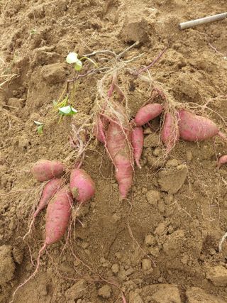 김광섭님의 가을 농장 자랑해주세요🧑‍🌾 · 참여글 작성글 사진