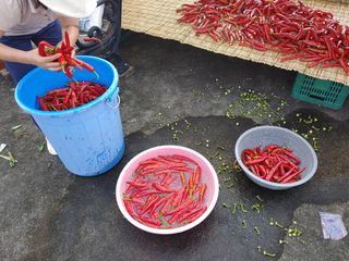 김광섭님의 가을 농장 자랑해주세요🧑‍🌾 · 참여글 작성글 사진