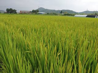 김광섭님의 가을 농장 자랑해주세요🧑‍🌾 · 참여글 작성글 사진