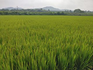 김광섭님의 가을 농장 자랑해주세요🧑‍🌾 · 참여글 작성글 사진