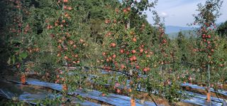 사과.고추16719님의 가을 농장 자랑해주세요🧑‍🌾 · 참여글 작성글 사진
