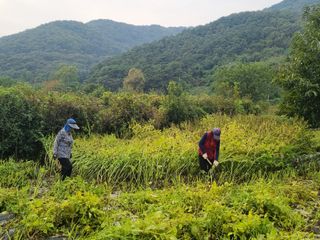 슈퍼맨님의 가을 농장 자랑해주세요🧑‍🌾 · 참여글 작성글 사진