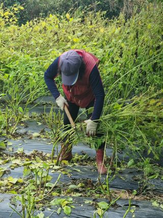 슈퍼맨님의 가을 농장 자랑해주세요🧑‍🌾 · 참여글 작성글 사진