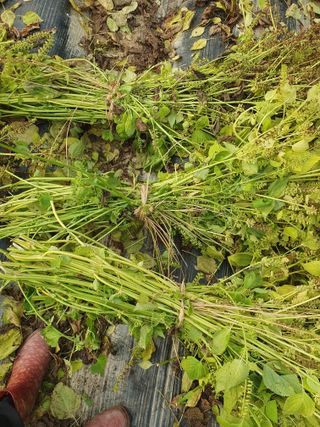 슈퍼맨님의 가을 농장 자랑해주세요🧑‍🌾 · 참여글 작성글 사진