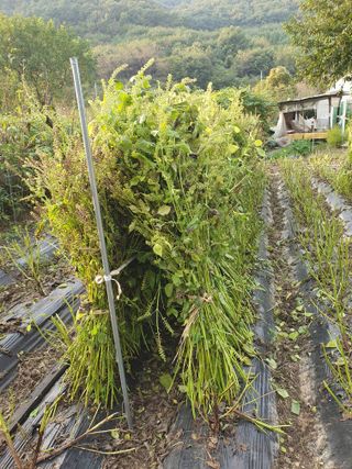 슈퍼맨님의 가을 농장 자랑해주세요🧑‍🌾 · 참여글 작성글 사진