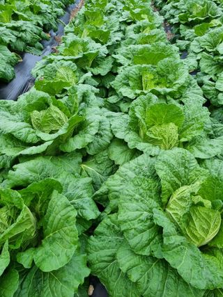 정의학님의 배추 · 일상 작성글 사진