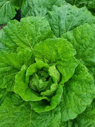 정의학님의 배추 · 일상 작성글 사진