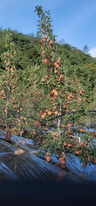 사과.고추16719님의 가을 농장 자랑해주세요🧑‍🌾 · 참여글 작성글 사진