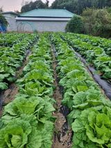 팜모닝 가을 농장 자랑해주세요🧑‍🌾·참여글 게시글 이미지