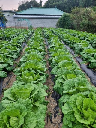 정의학님의 가을 농장 자랑해주세요🧑‍🌾 · 참여글 작성글 사진