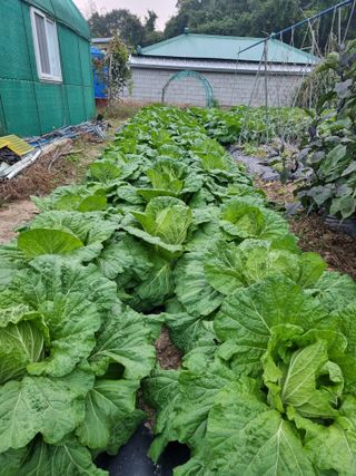 정의학님의 가을 농장 자랑해주세요🧑‍🌾 · 참여글 작성글 사진