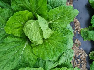 정의학님의 가을 농장 자랑해주세요🧑‍🌾 · 참여글 작성글 사진