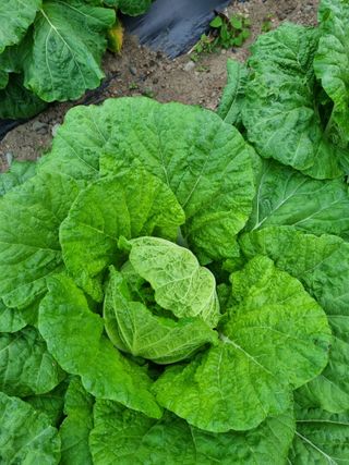 정의학님의 가을 농장 자랑해주세요🧑‍🌾 · 참여글 작성글 사진