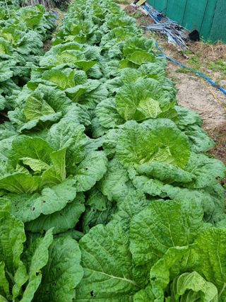 정의학님의 가을 농장 자랑해주세요🧑‍🌾 · 참여글 작성글 사진