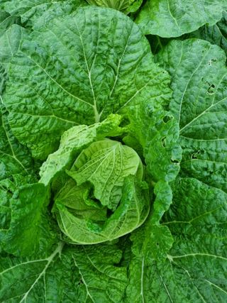 정의학님의 가을 농장 자랑해주세요🧑‍🌾 · 참여글 작성글 사진