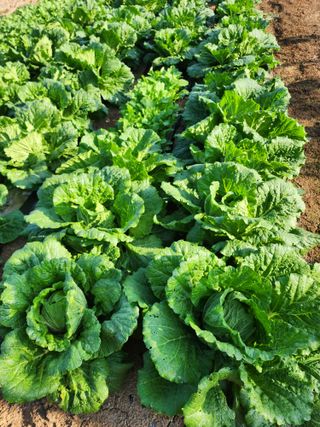 김영옥님의 자유주제 · 자유게시판 작성글 사진