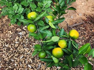 김영옥님의 자유주제 · 자유게시판 작성글 사진