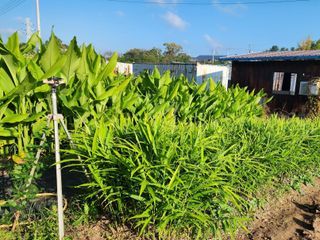 김영옥님의 자유주제 · 자유게시판 작성글 사진