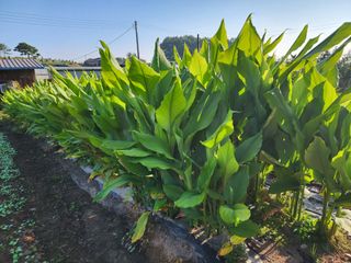 김영옥님의 자유주제 · 자유게시판 작성글 사진