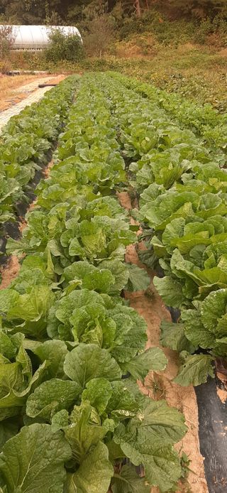 이강재님의 가을 농장 자랑해주세요🧑‍🌾 · 참여글 작성글 사진