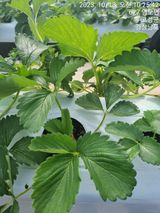 팜모닝 딸기·영농일지 게시글 이미지