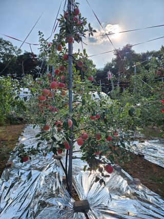 김영옥님의 가을 농장 자랑해주세요🧑‍🌾 · 참여글 작성글 사진