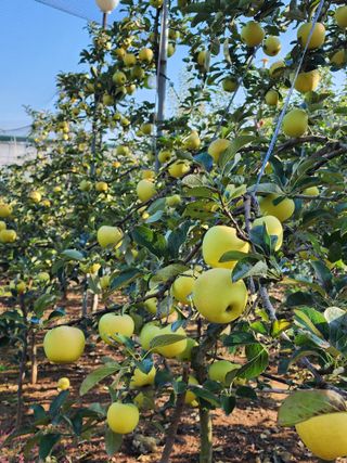 김영옥님의 가을 농장 자랑해주세요🧑‍🌾 · 참여글 작성글 사진