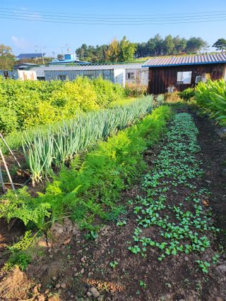 김영옥님의 가을 농장 자랑해주세요🧑‍🌾 · 참여글 작성글 사진