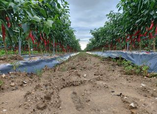 이민정님의 배추 · 일상 작성글 사진