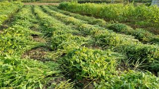 함영규님의 가을 농장 자랑해주세요🧑‍🌾 · 참여글 작성글 사진