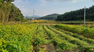 함영규님의 가을 농장 자랑해주세요🧑‍🌾 · 참여글 작성글 사진