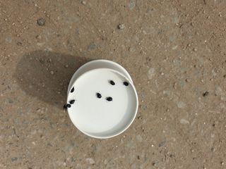 최형숙님의 배추 · 병해충상담 작성글 사진