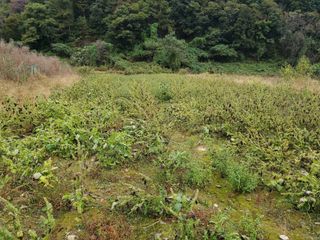 오형섭 님의 들깨 · 병해충상담 작성글 사진