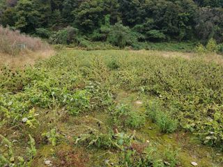 오형섭 님의 들깨 · 병해충상담 작성글 사진