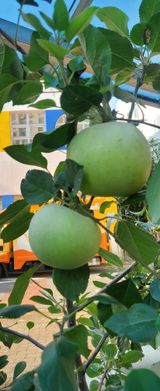 팜모닝 자유주제·자유게시판 게시글 이미지