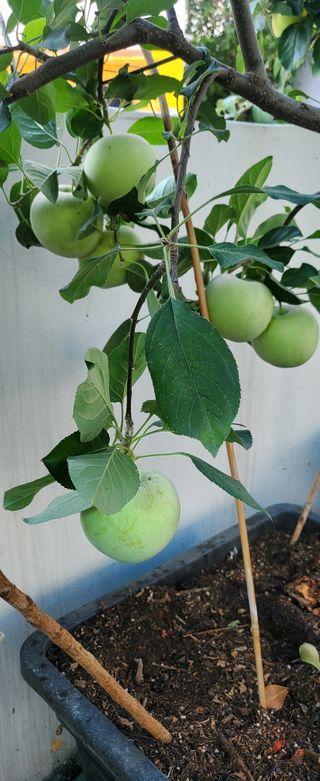 복주농장님의 자유주제 · 자유게시판 작성글 사진