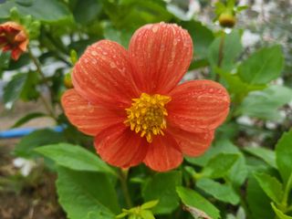 들꽃농장님의 자유주제 · 자유게시판 작성글 사진