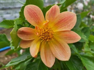 들꽃농장님의 자유주제 · 자유게시판 작성글 사진