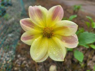 들꽃농장님의 자유주제 · 자유게시판 작성글 사진