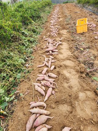 이용신님의 가을 농장 자랑해주세요🧑‍🌾 · 참여글 작성글 사진