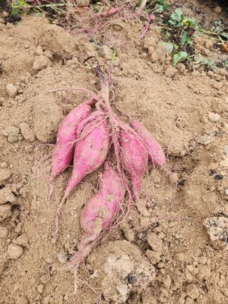 이용신님의 가을 농장 자랑해주세요🧑‍🌾 · 참여글 작성글 사진