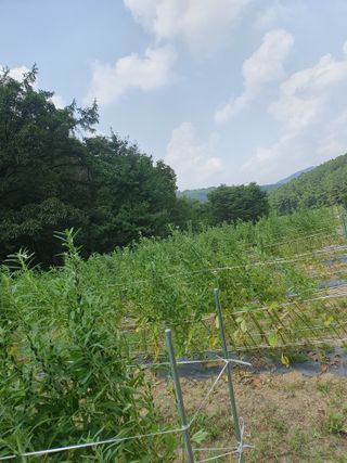 충열사호랑이님의 콩 · 자유게시판 작성글 사진