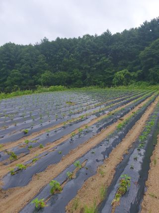 충열사호랑이님의 콩 · 자유게시판 작성글 사진